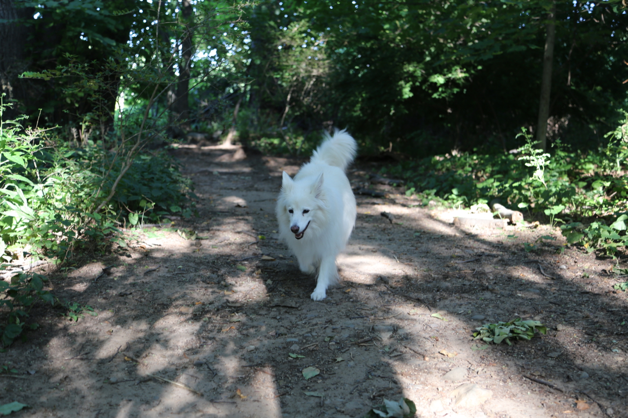 Chloe in the wood