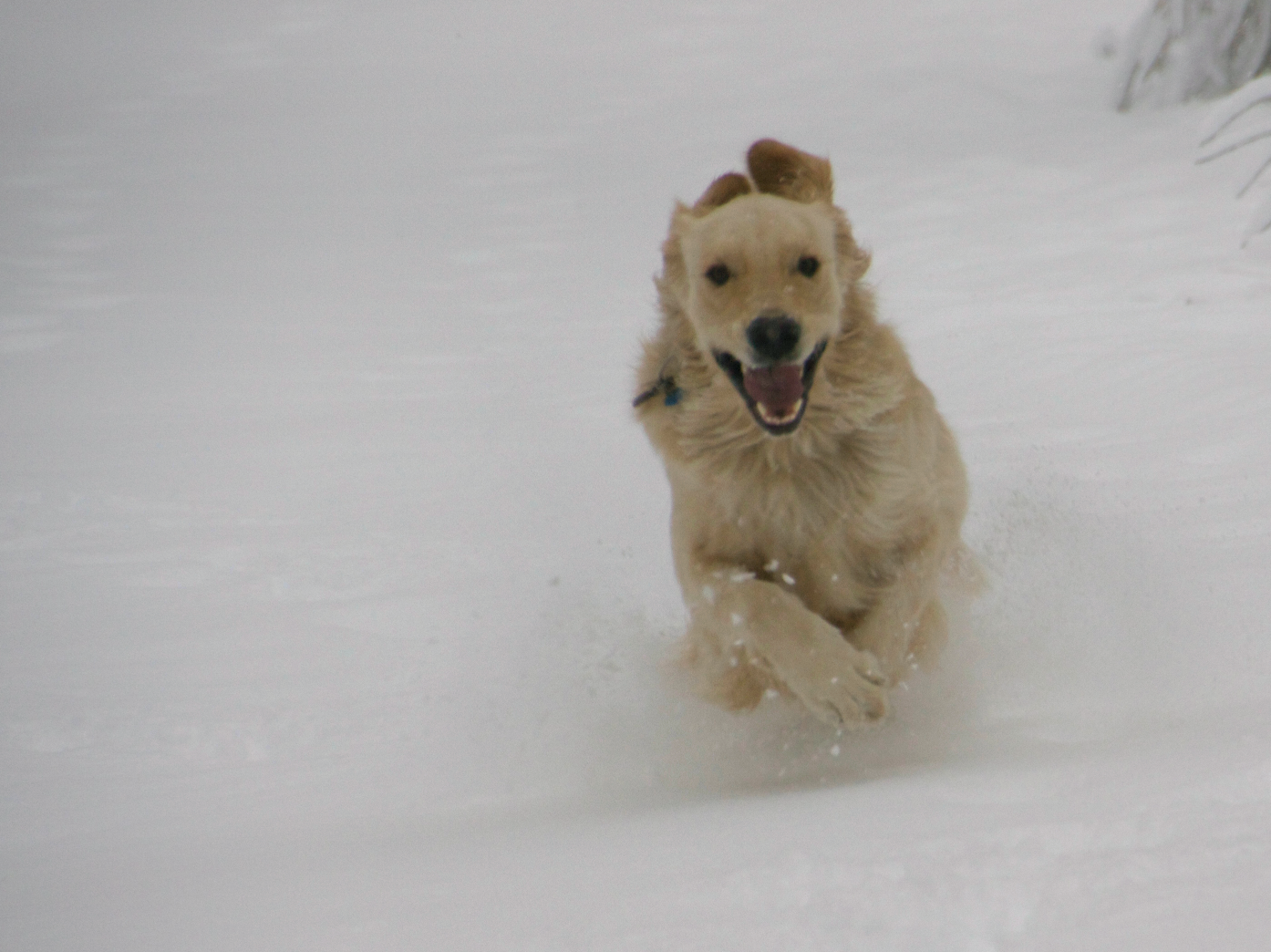 Running though the snow