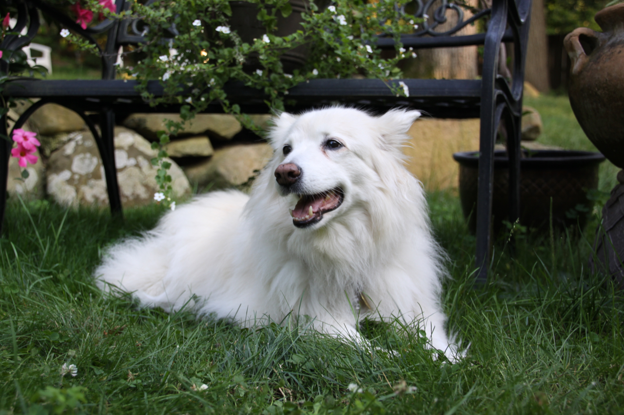 Chloe in her backyard.