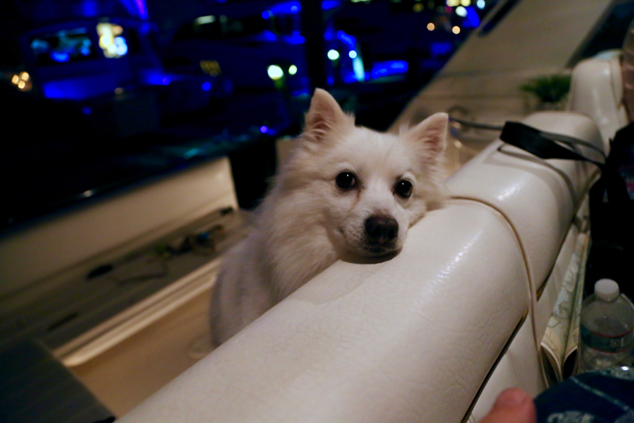 Tucker, an American Eskimo Dog