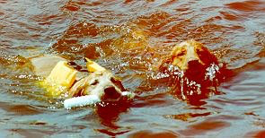 Ducky and Ryan swimming